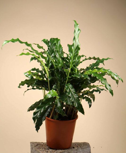 Calathea rufibarba