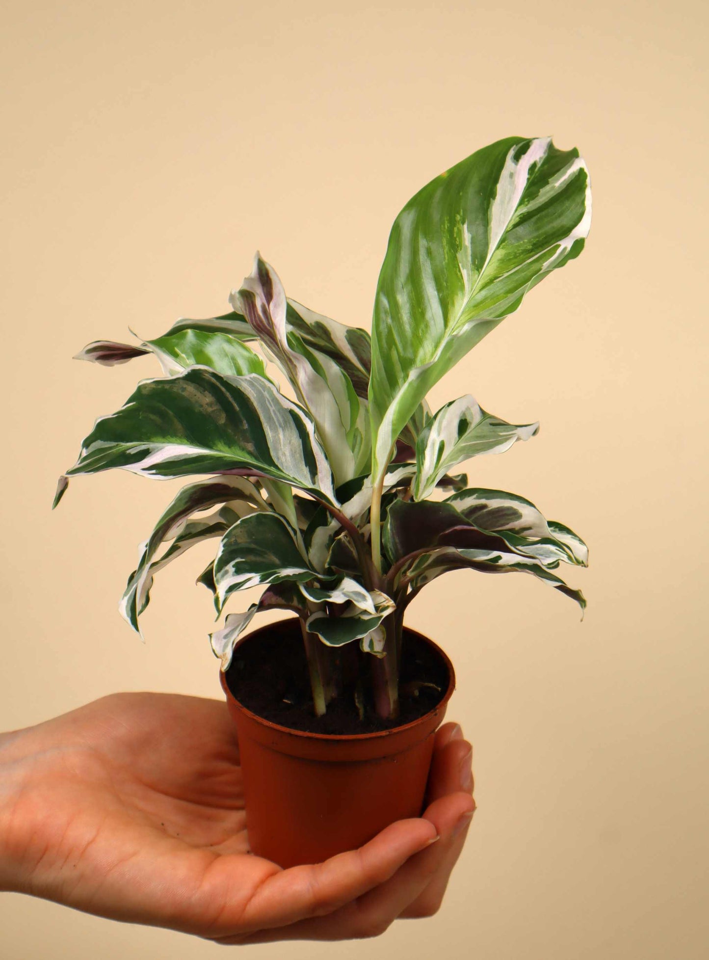 Calathea 'White Fusion' 