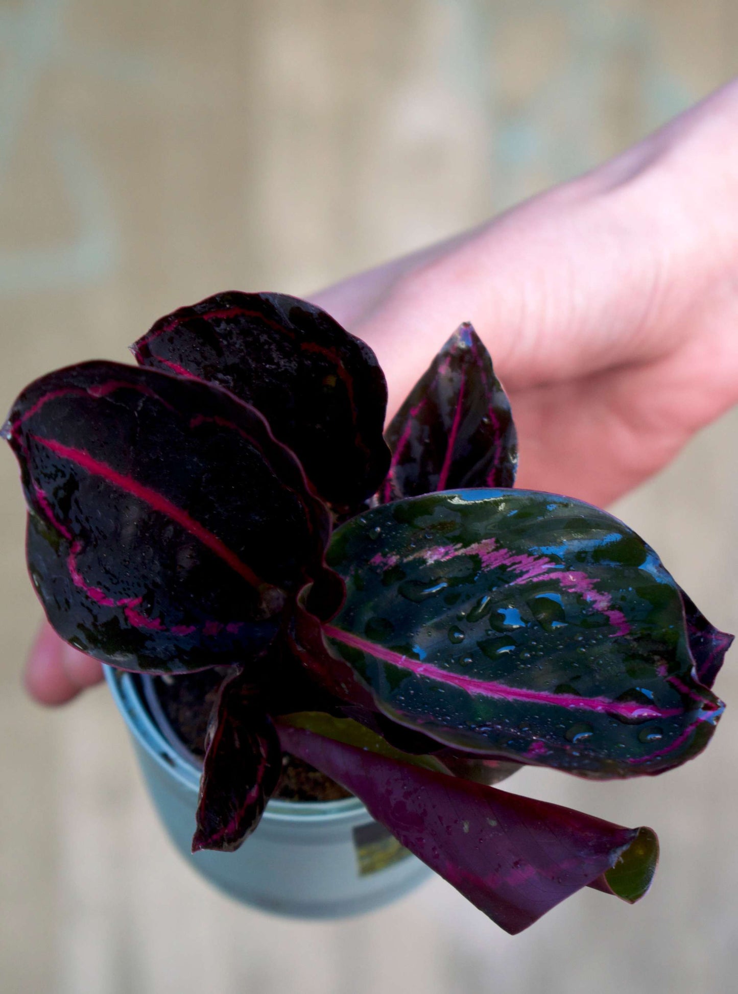 Calathea roseopicta 'Dottie'