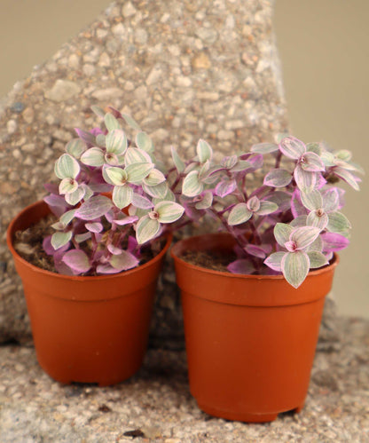 Callisia repens 'Pink Lady'