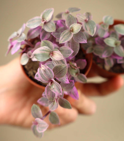 Callisia repens 'Pink Lady'