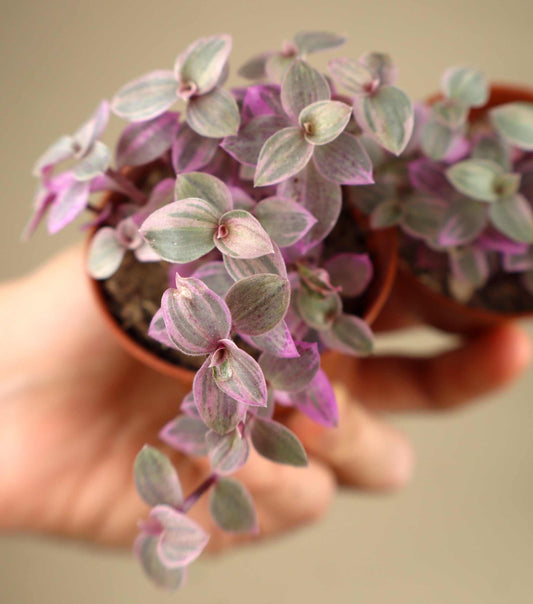 Callisia repens 'Pink Lady'