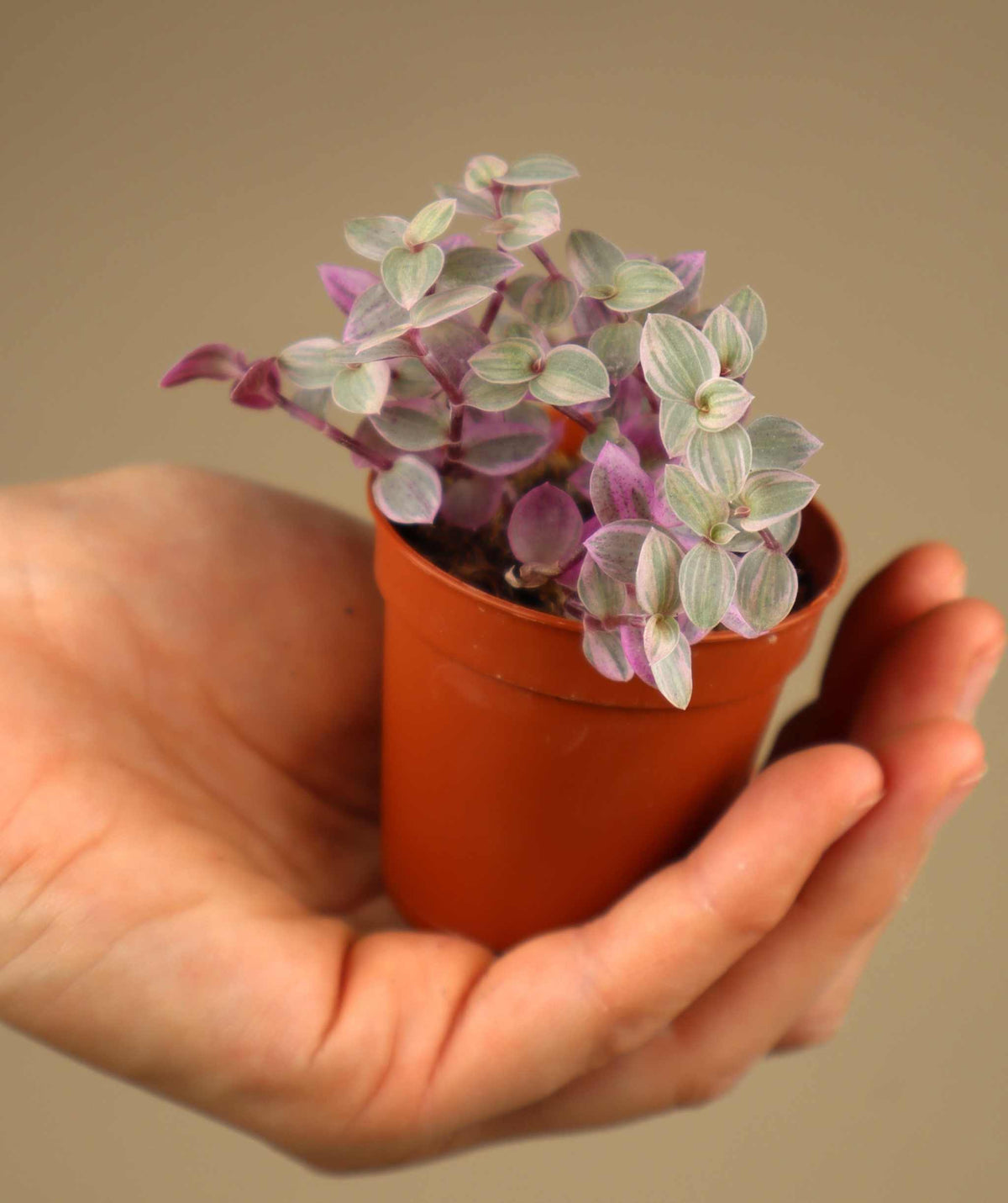 Callisia repens 'Pink Lady'