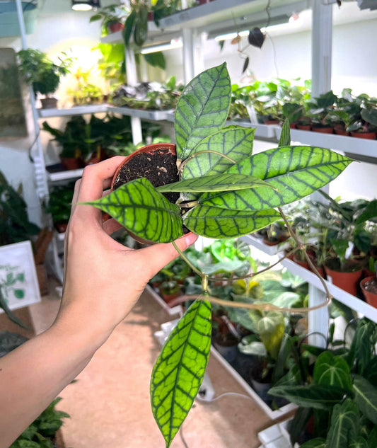 Hoya callistophylla