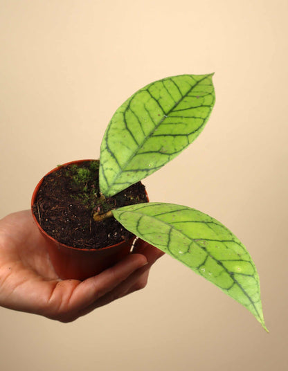 Hoya callistophylla