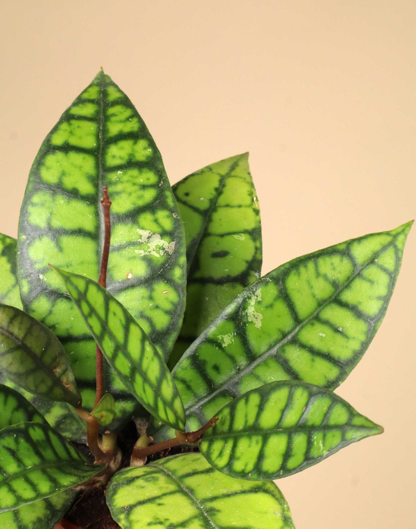 Hoya callistophylla 'Black Cat'