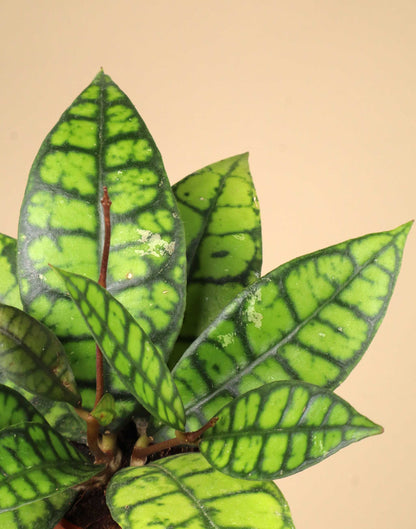 Hoya callistophylla 'Black Cat'