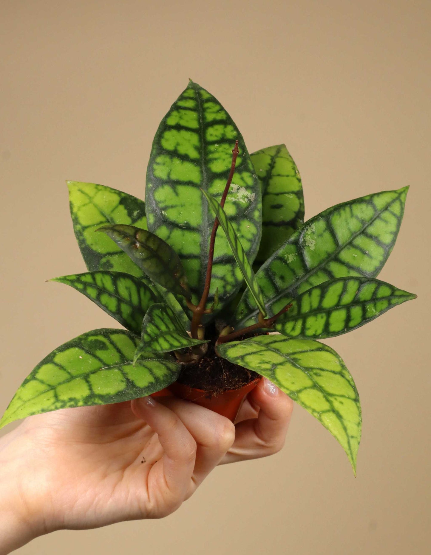 Hoya callistophylla 'Black Cat'