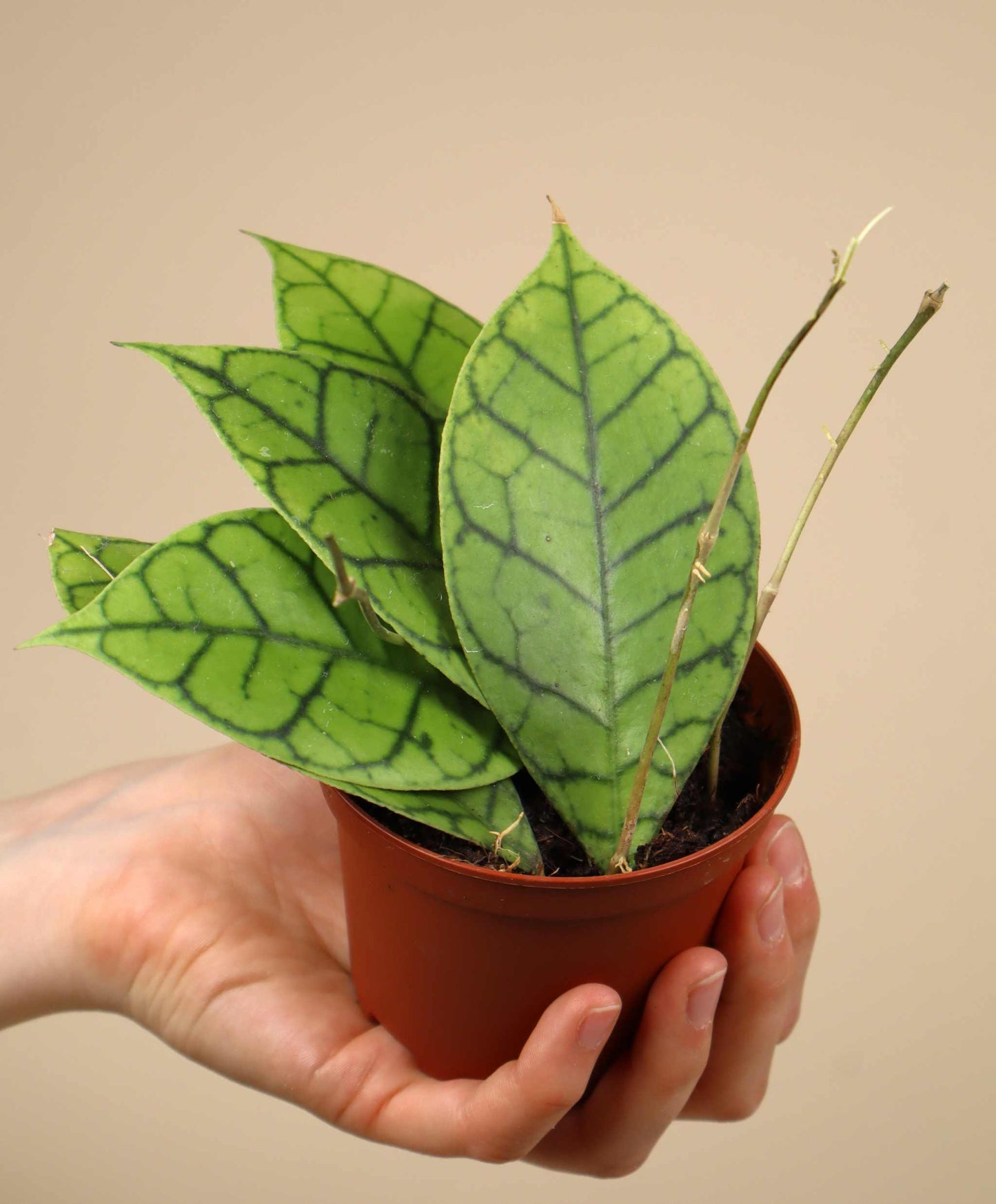 Hoya callistophylla
