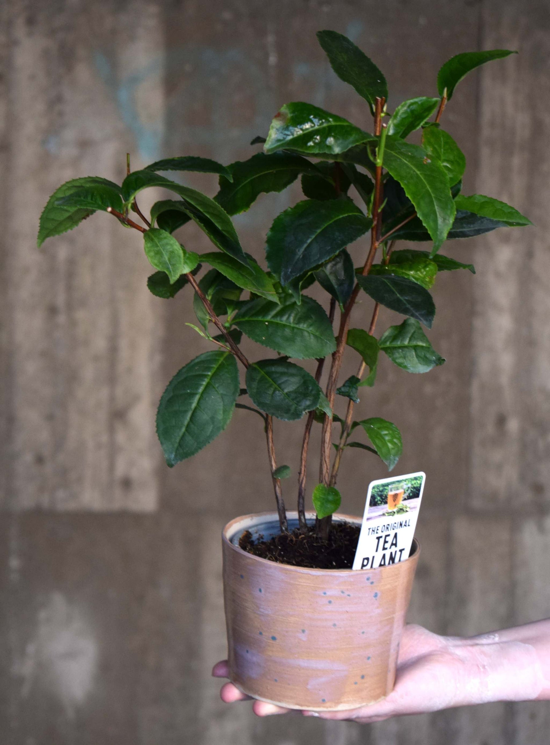 Tee pflanze'camellia sinensis'