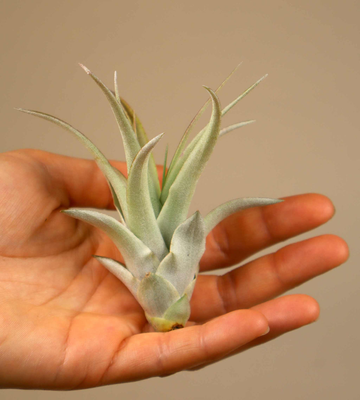 Tillandsia capitata