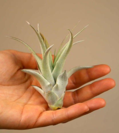 Tillandsia capitata