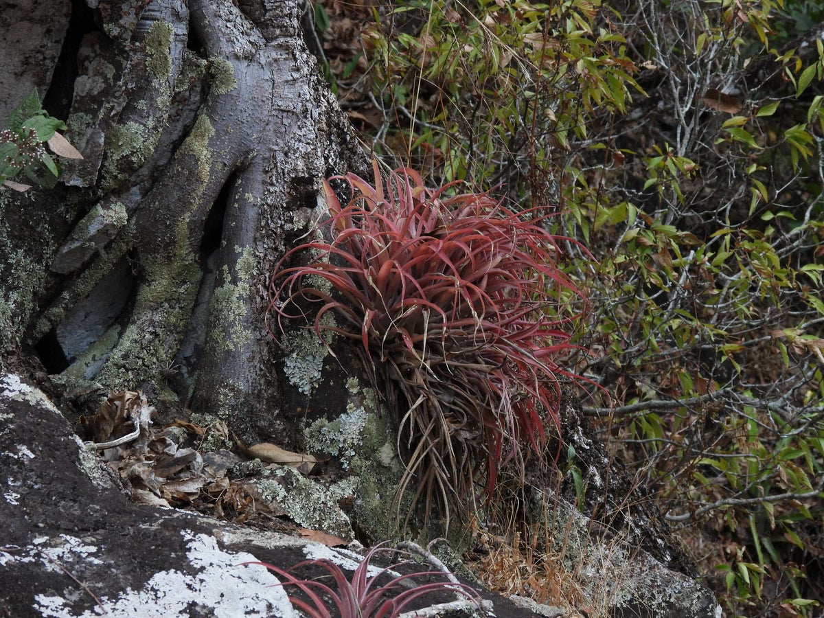 Tillandsia capitata