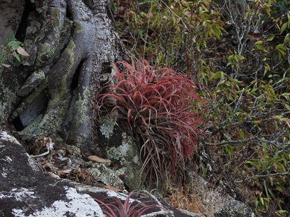 Tillandsia capitata