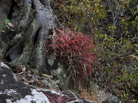 Tillandsia capitata