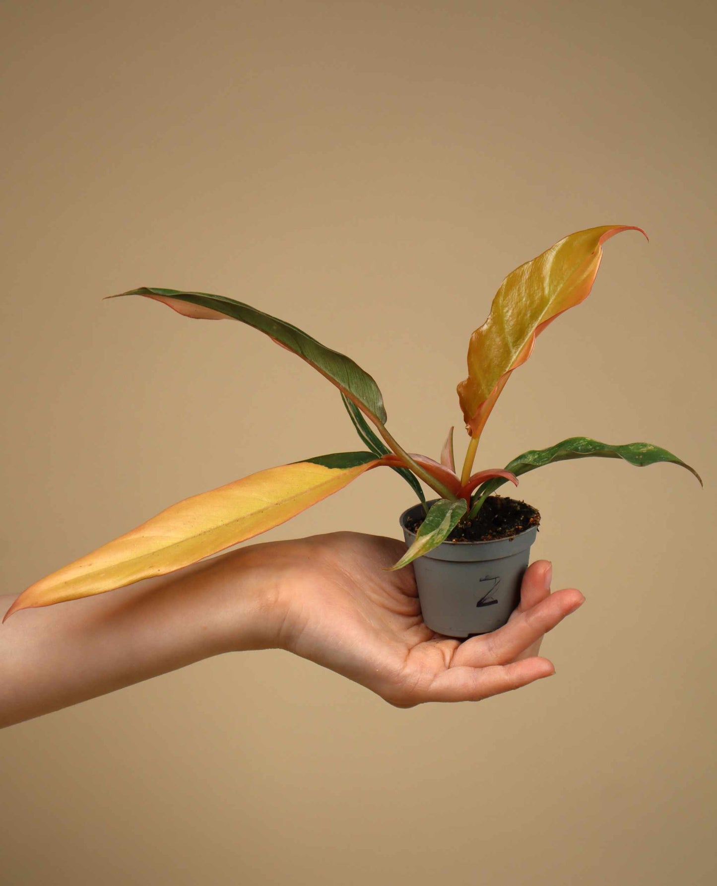 Philodendron Caramel Marble