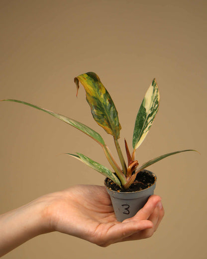 Philodendron Caramel Marble