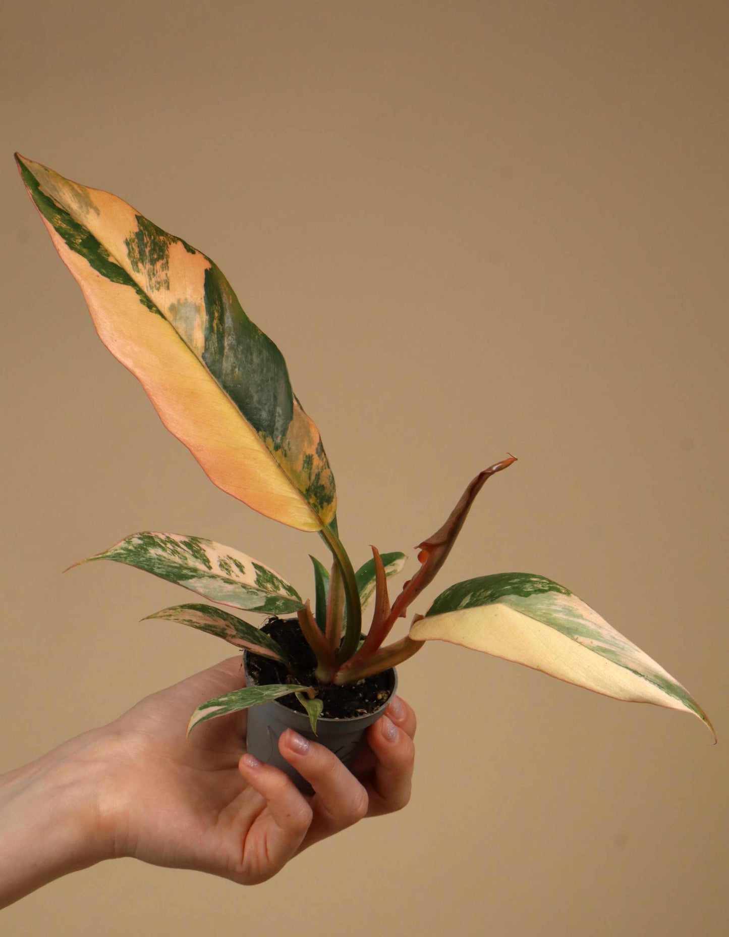 Philodendron Caramel Marble