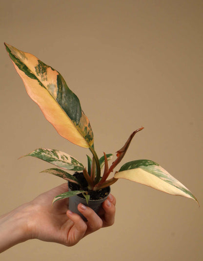 Philodendron Caramel Marble