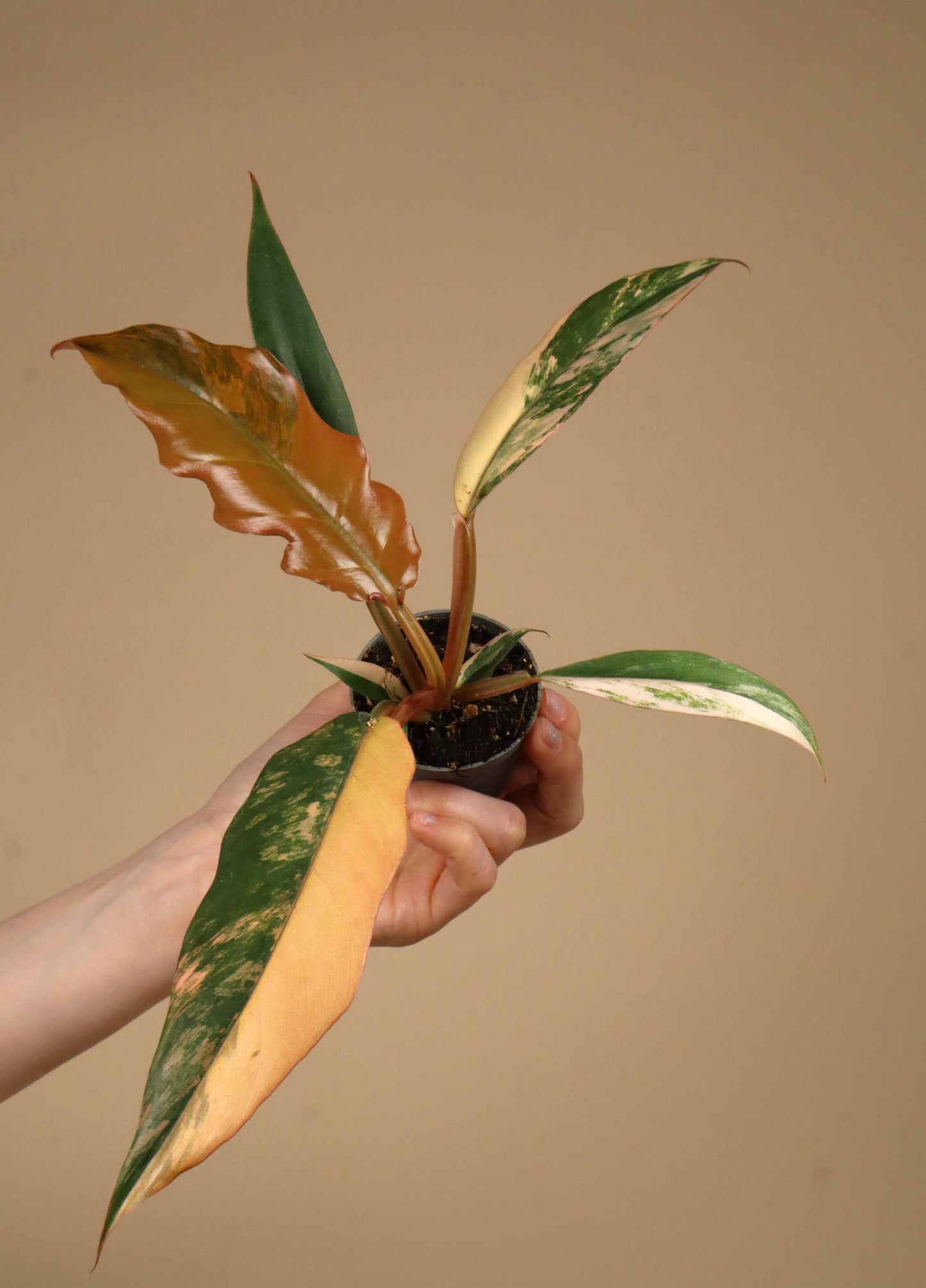Philodendron Caramel Marble