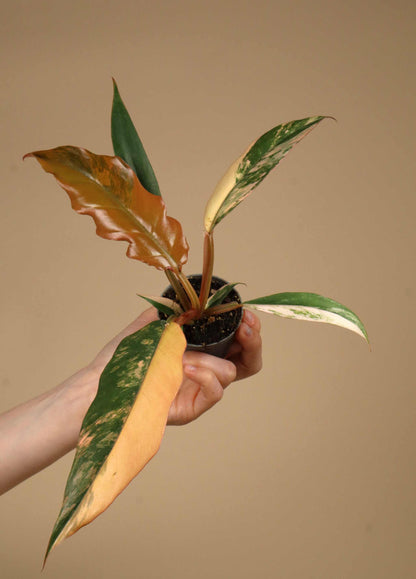 Philodendron 'Caramel Marble' - Förberställning