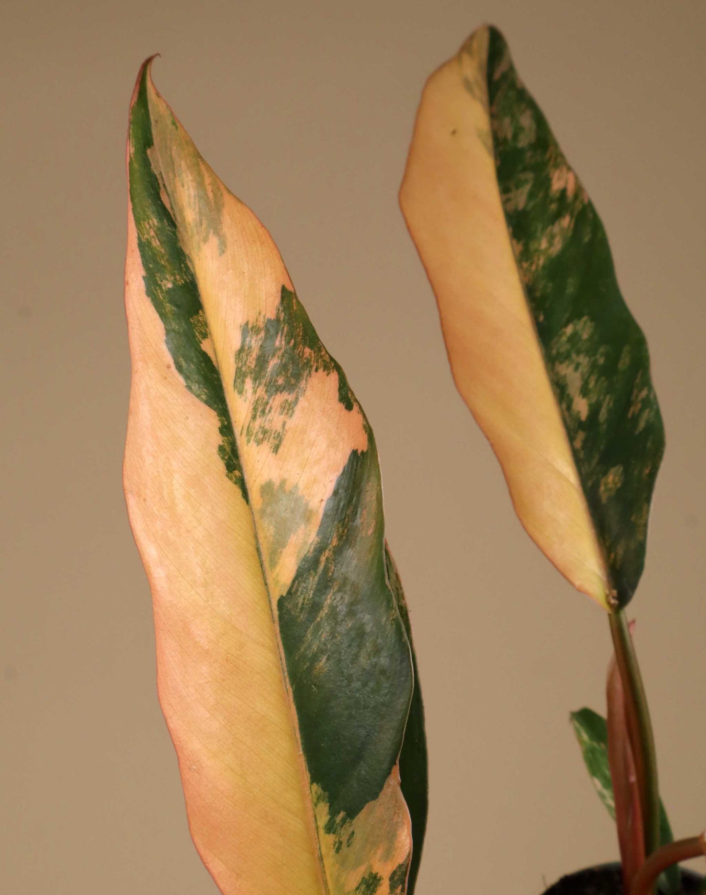Philodendron 'Caramel Marble' - Förberställning