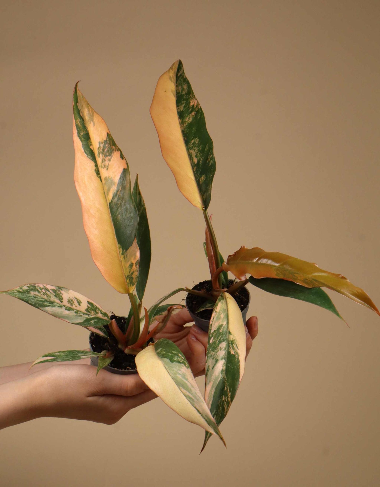 Philodendron 'Caramel Marble' - Förberställning
