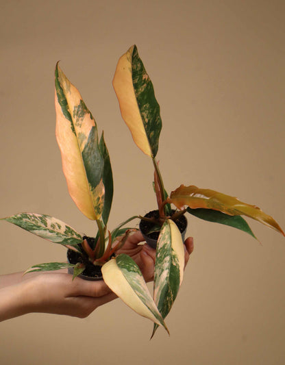 Philodendron 'Caramel Marble' - Förberställning