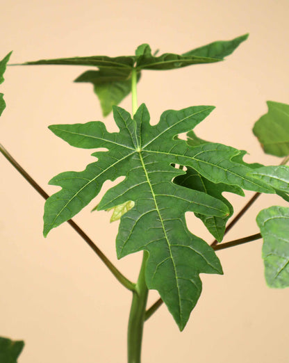 Papaja "Carica Papaya" 
