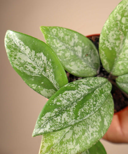Hoya carnosa 'stardust'