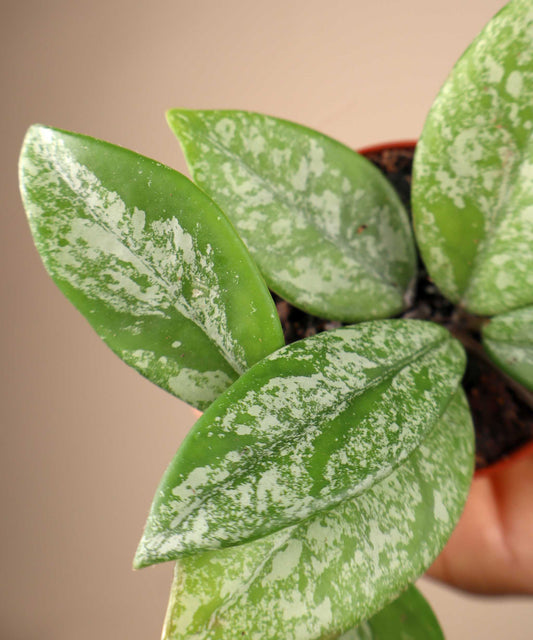 Hoya carnosa 'stardust'