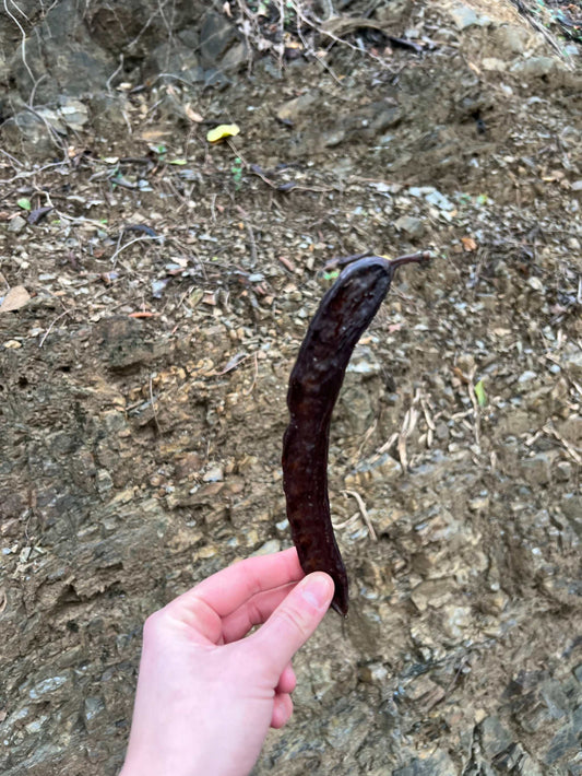 Carob