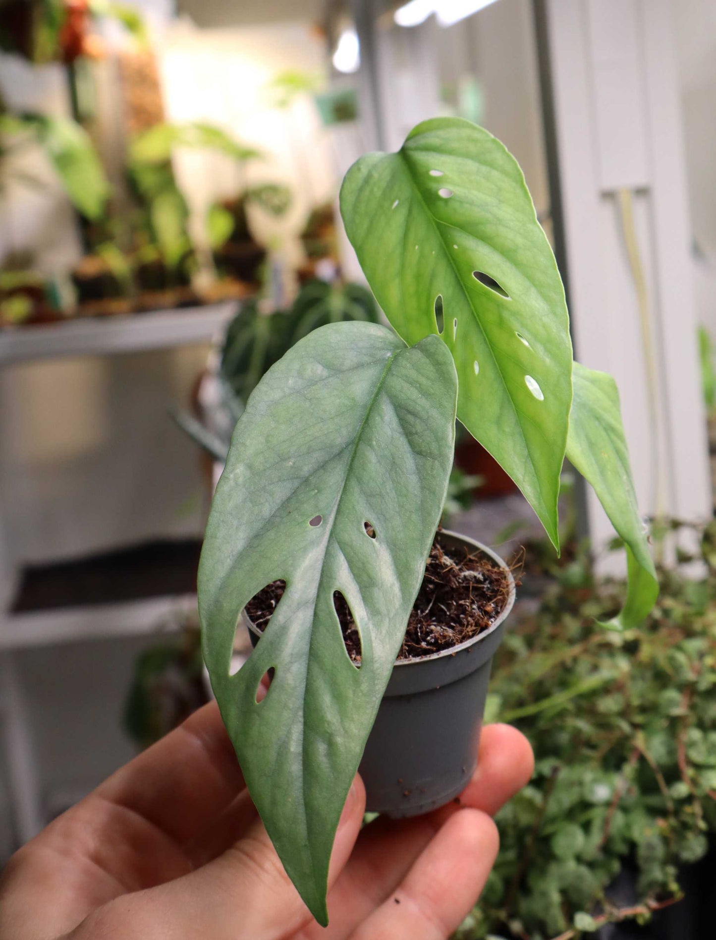 Epipremnum pinnatum 'cebu blue'
