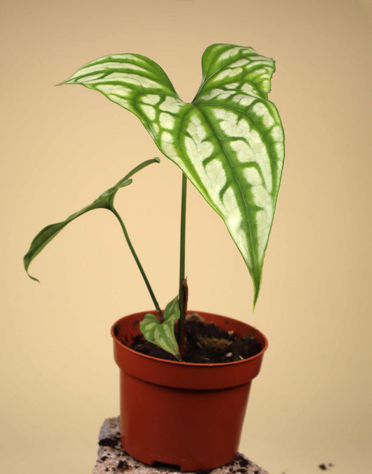 Cercestis mirabilis