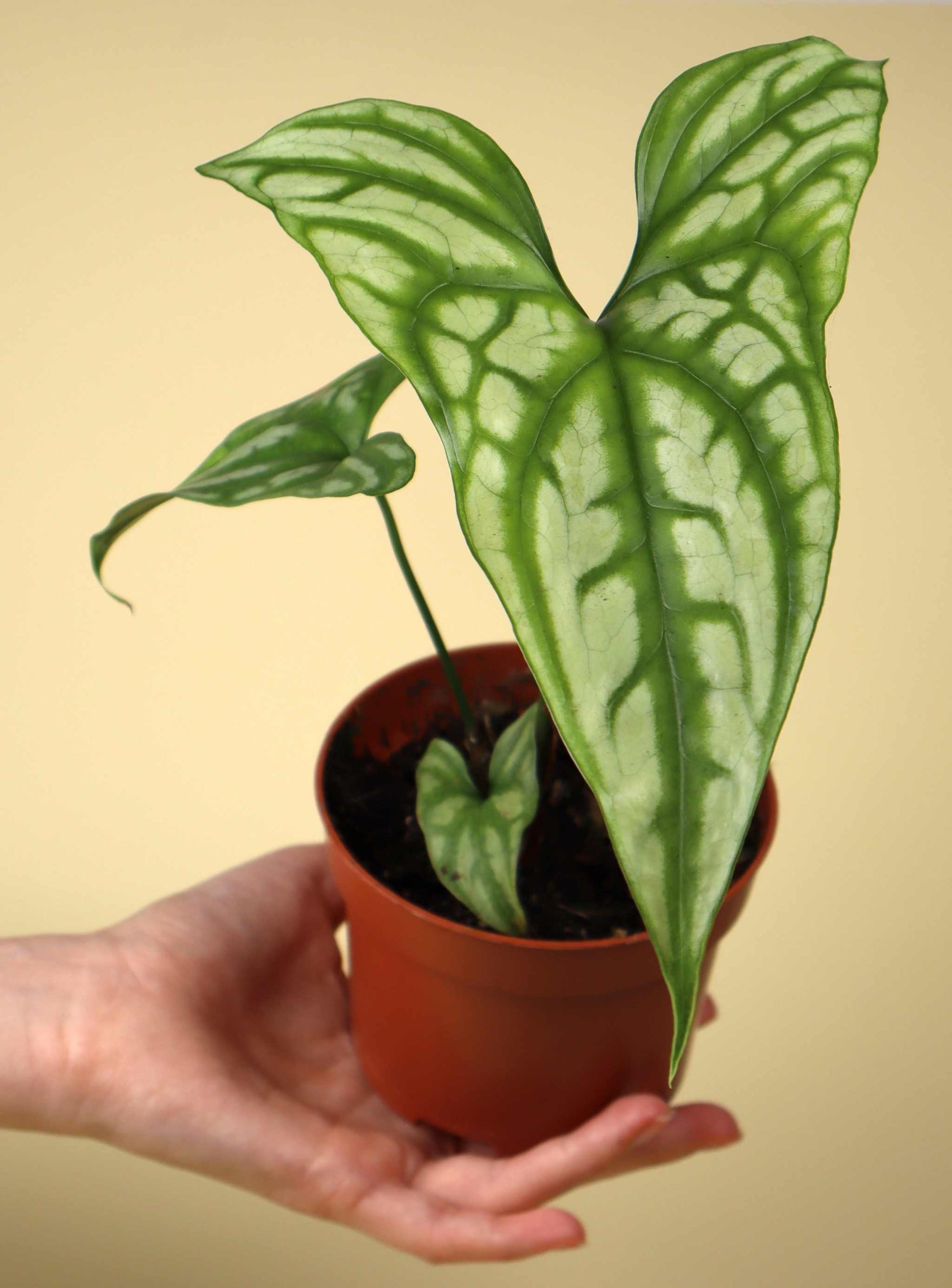 Cercestis mirabilis