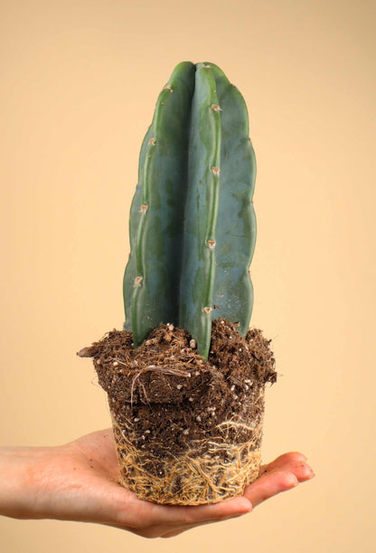 Cereus jamacaru (utan taggar)