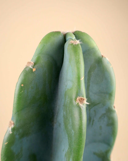 Cereus jamacaru (utan taggar)
