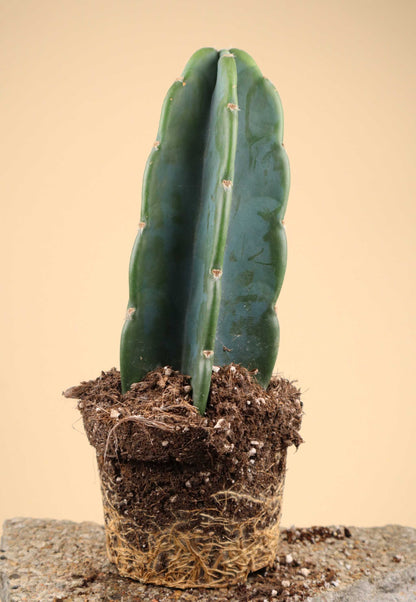 Cereus jamacaru (utan taggar)