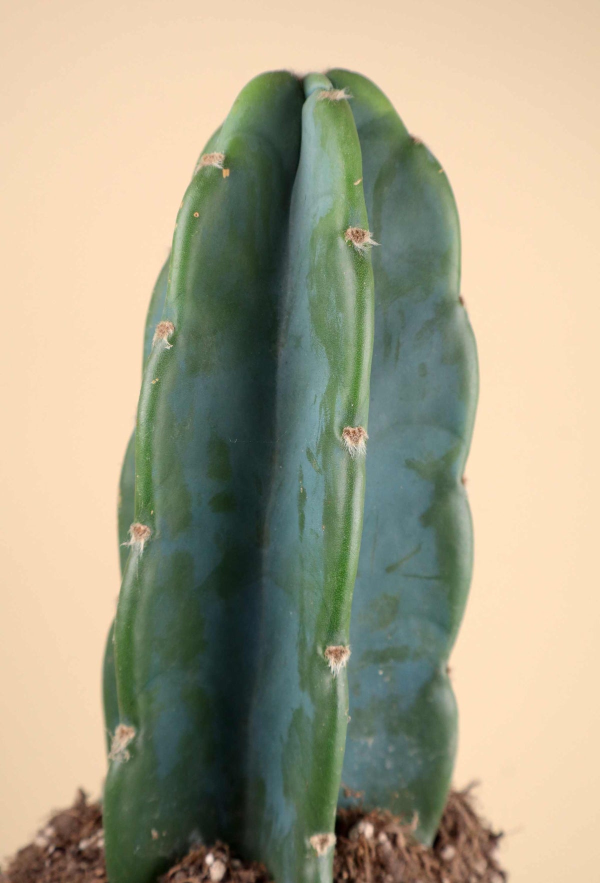Cereus jamacaru (utan taggar)