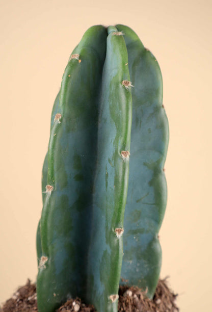 Cereus jamacaru (utan taggar)