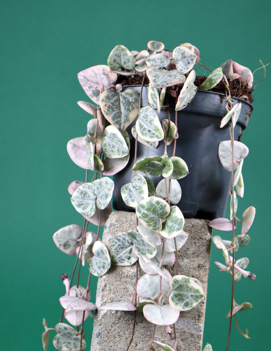 Leuchterblume 'Ceropegia Woodii Variegata' 
