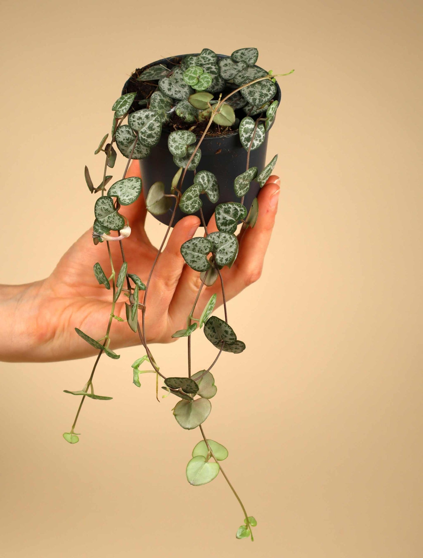 Leuchterblume 'Ceropegia Woodii Variegata' 