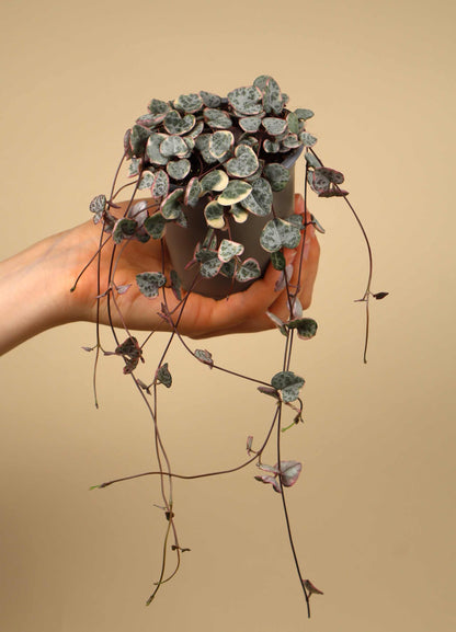 String of hearts 'Ceropegia woodii'