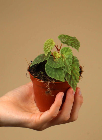Begonia chlorosticta