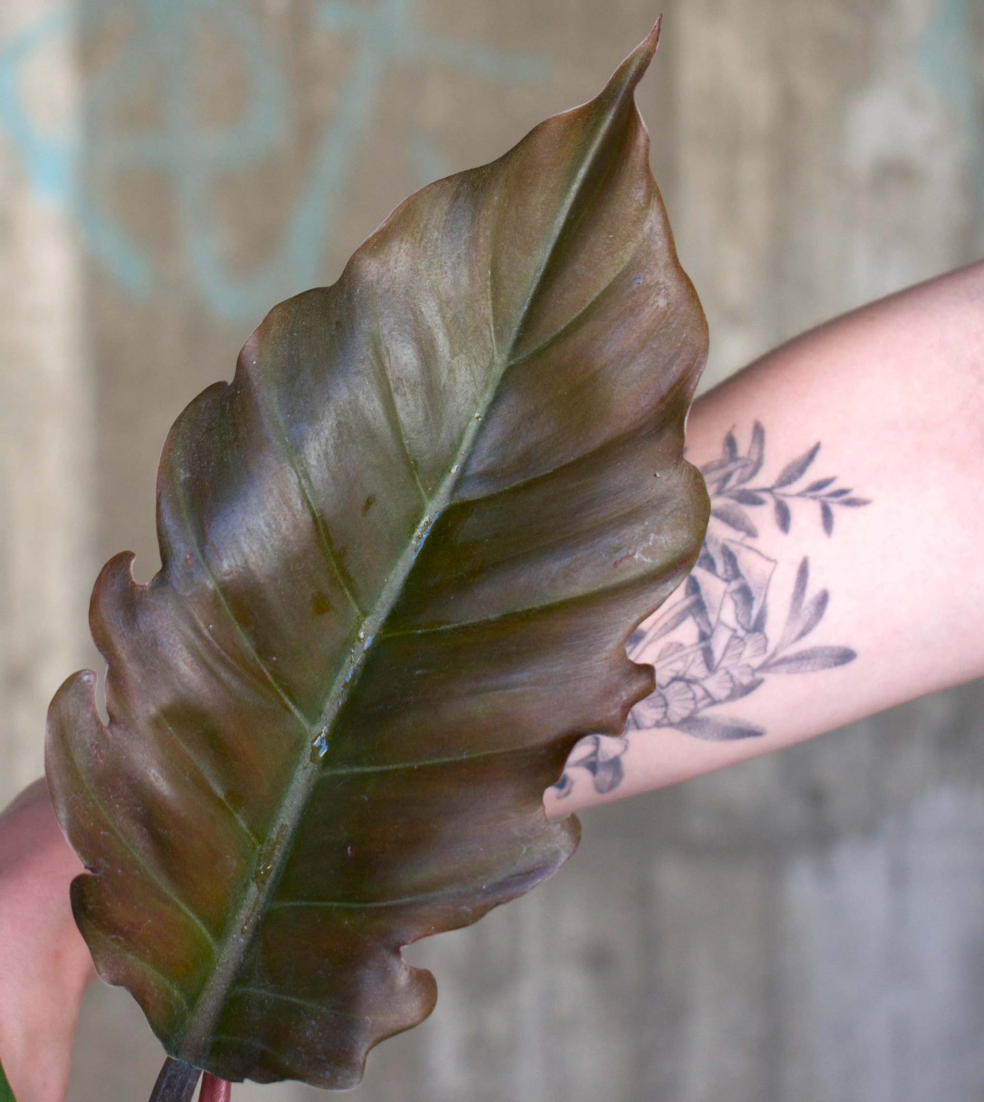 philodendron pluto choco empress Buy Philodendron 'Choco Empress'