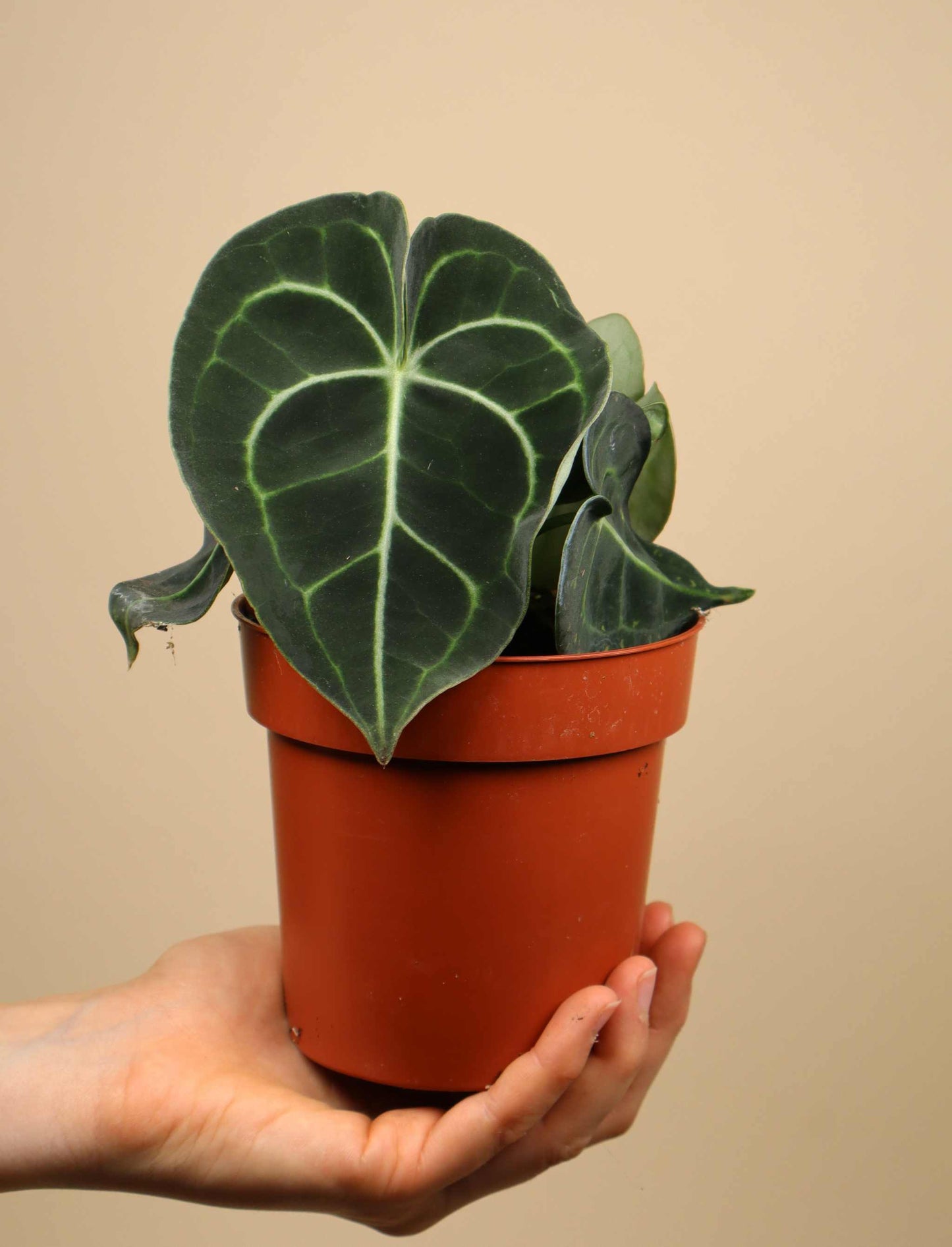 Anthurium clarinervium 'Nervkalla'