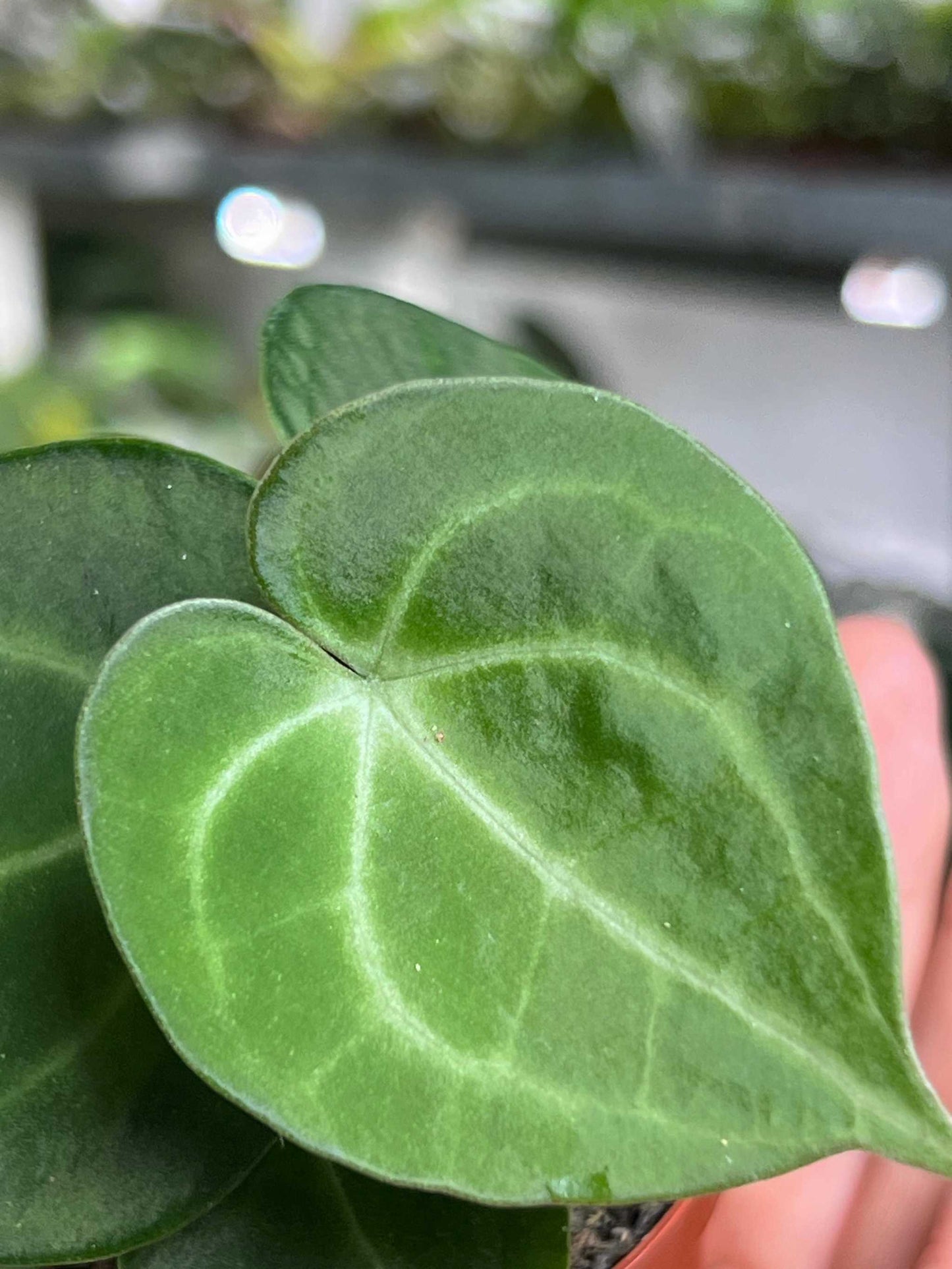Anthurium clarinervium 'Nervkalla'