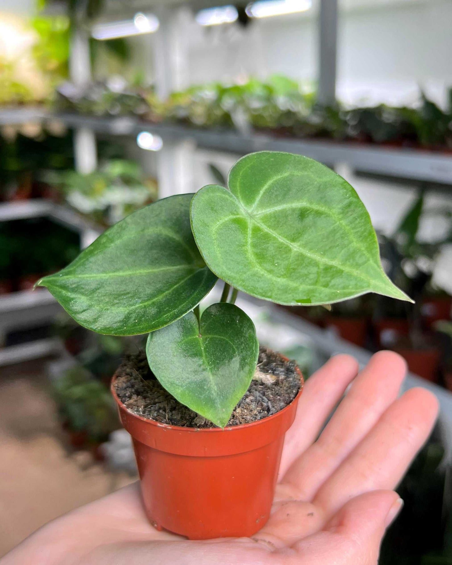 Anthurium clarinervium 'Nervkalla'