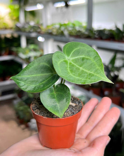 Anthurium clarinervium 'Nervkalla'