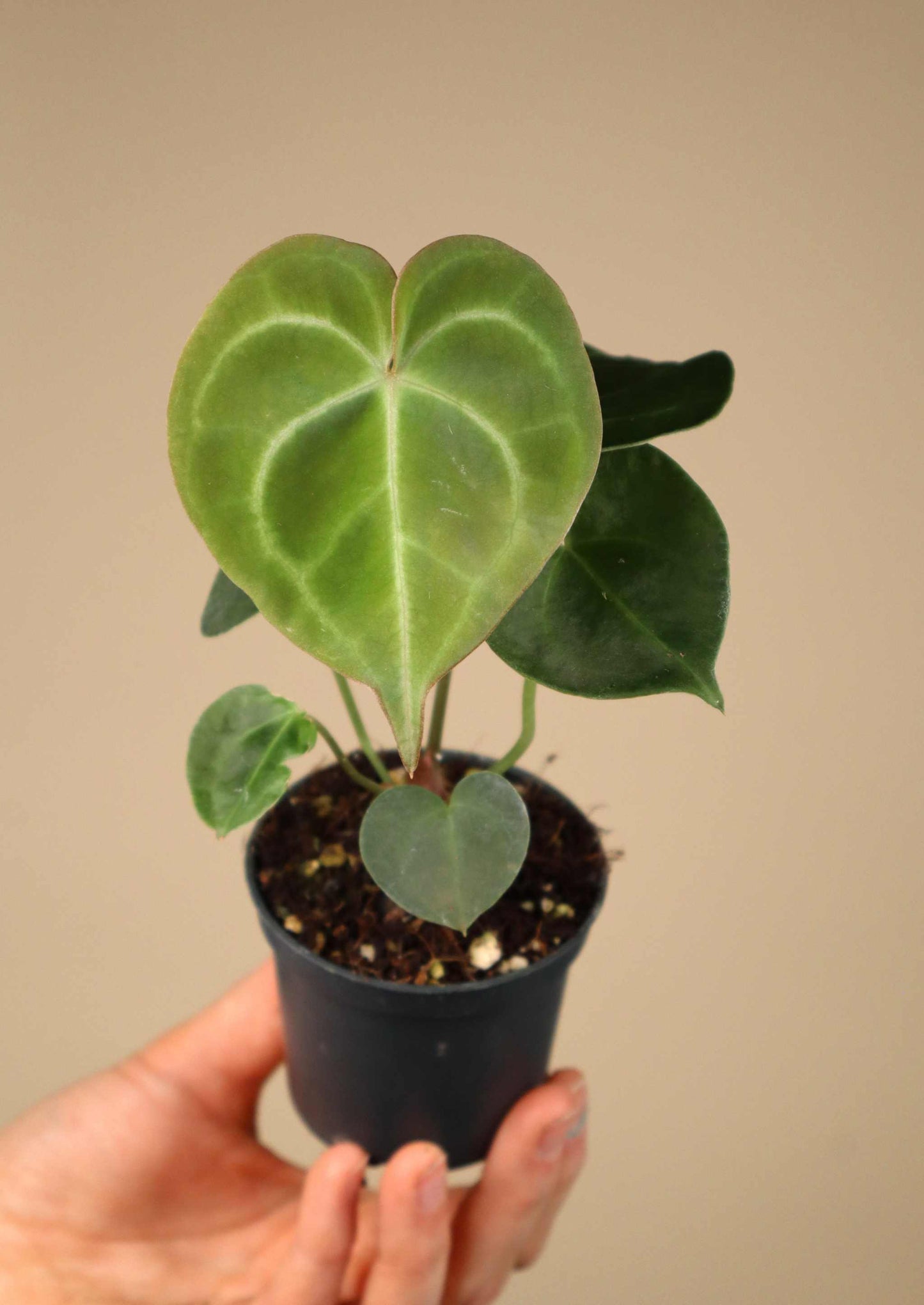 Anthurium clarinervium 'Nervkalla'